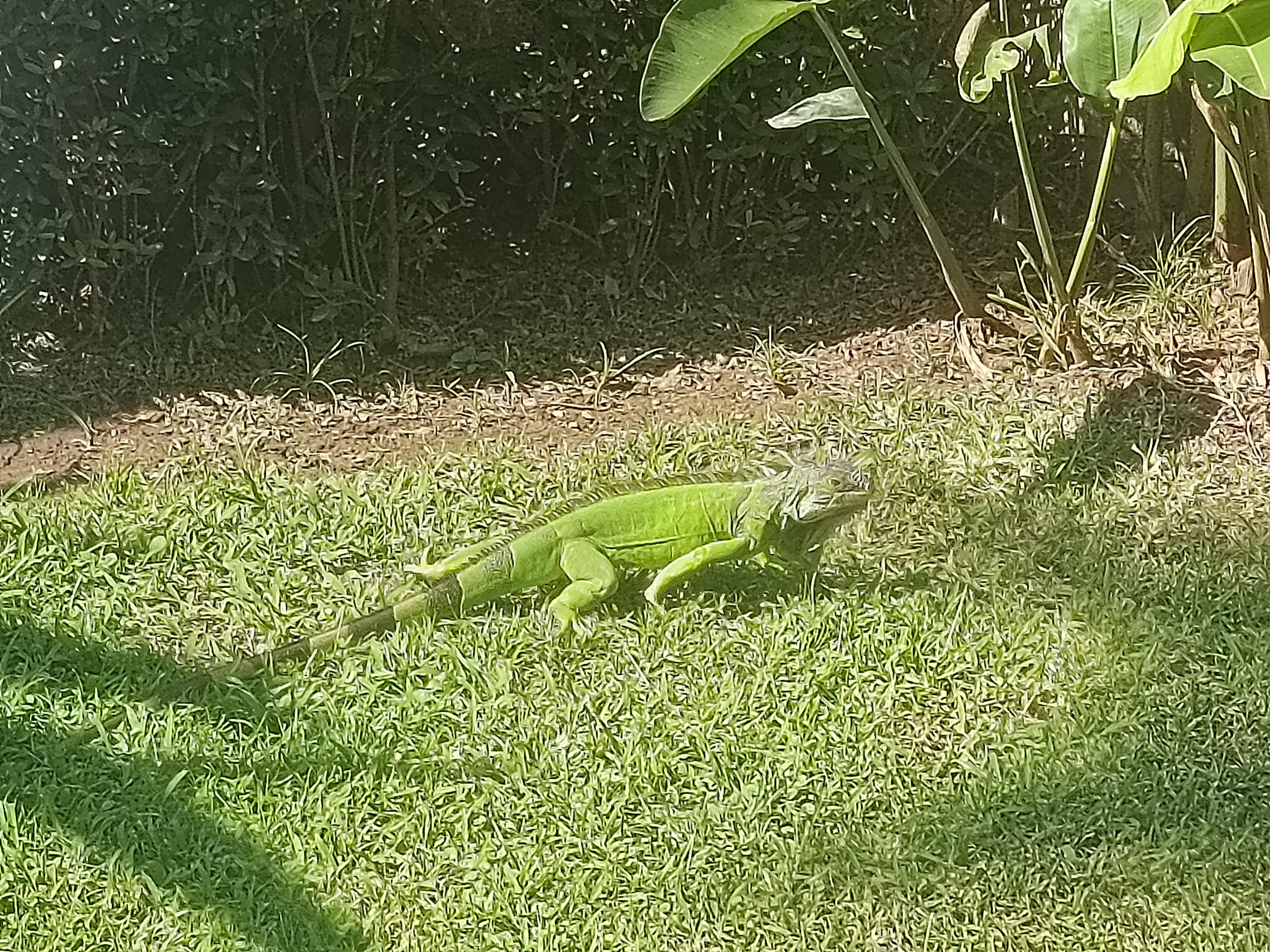 A very chill iguana