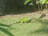 A very chill iguana
