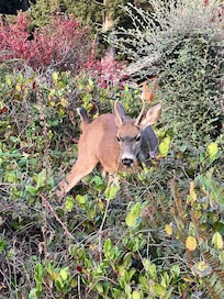 In the neighborhood VRBO
