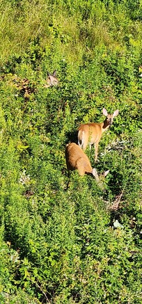 Local Wildlife