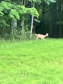 Deer every morning and evening.