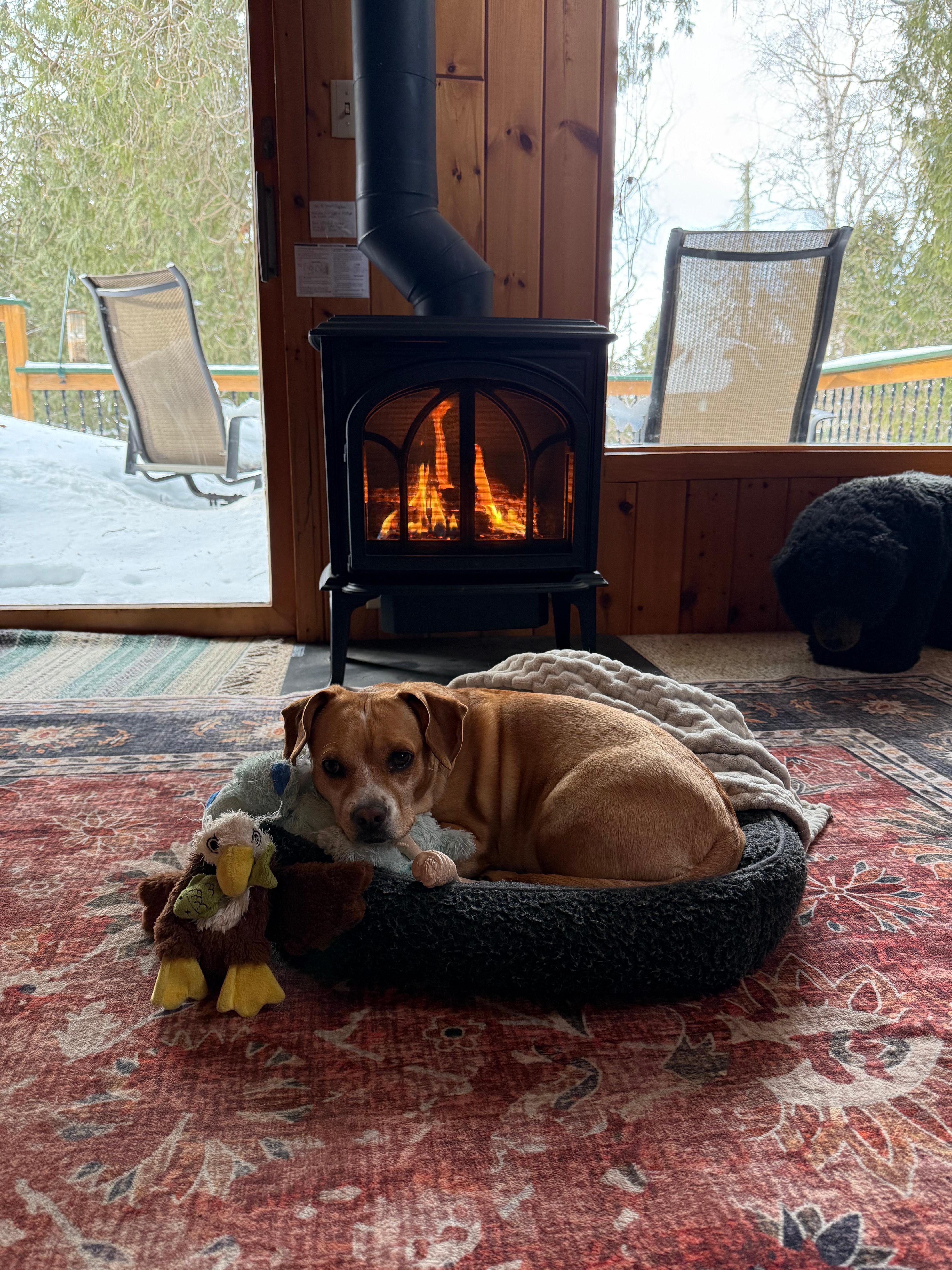 Our pup loving the warmth of the fie