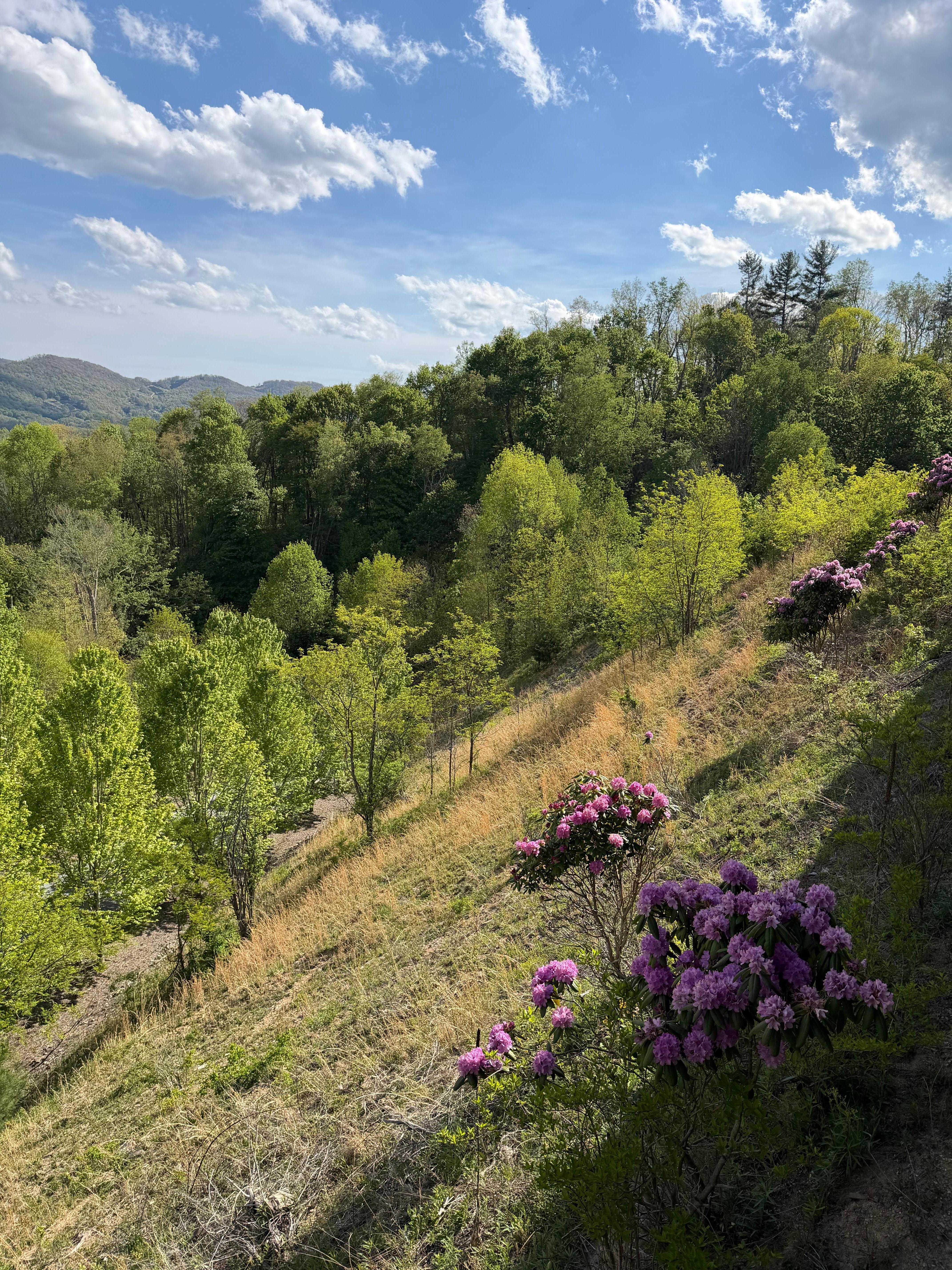 Right off the back deck 