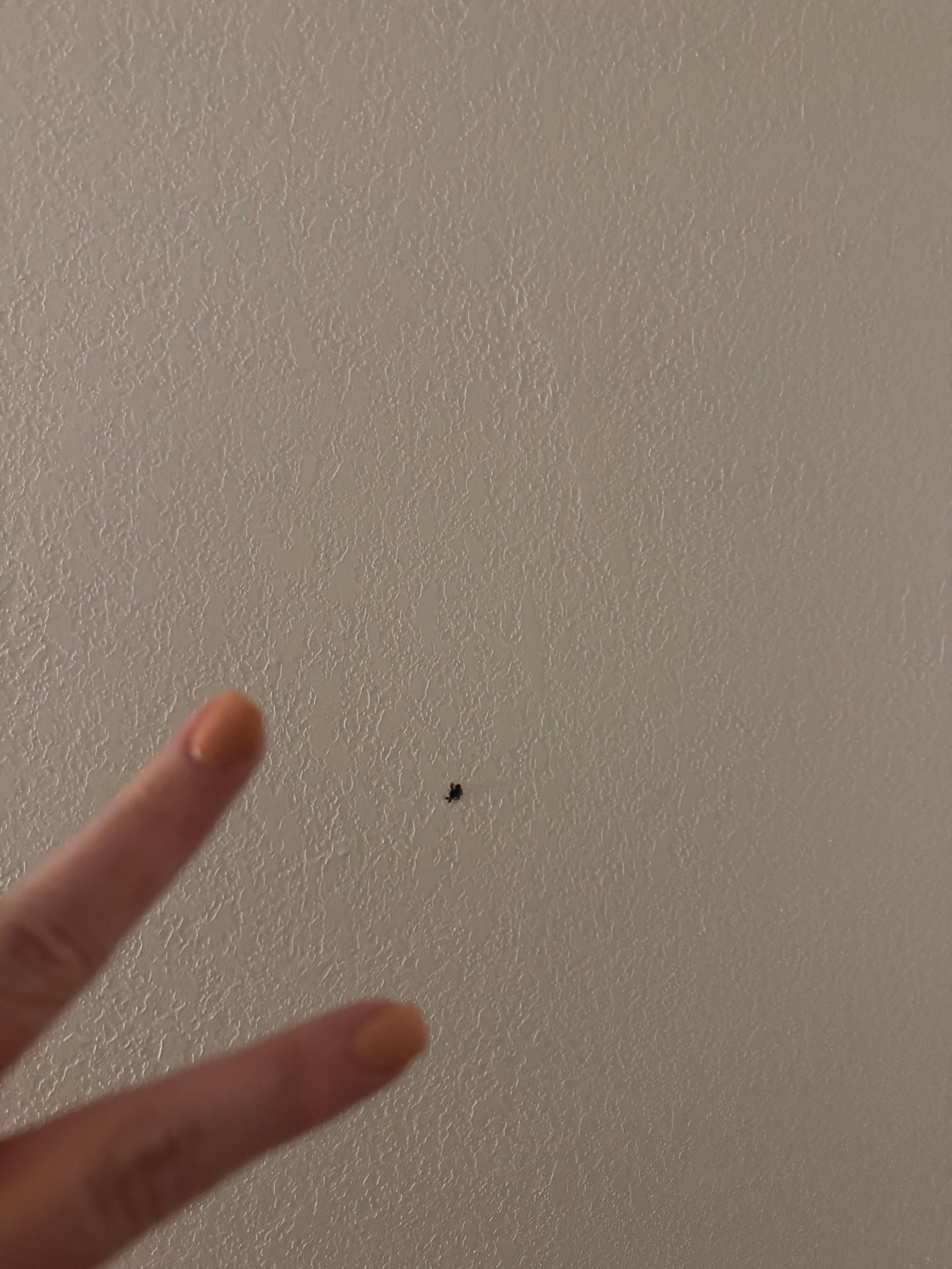 Spider two and the other two I could hold my phone and kill