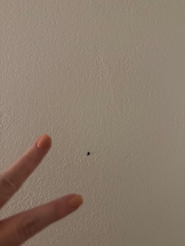 Spider two and the other two I could hold my phone and kill