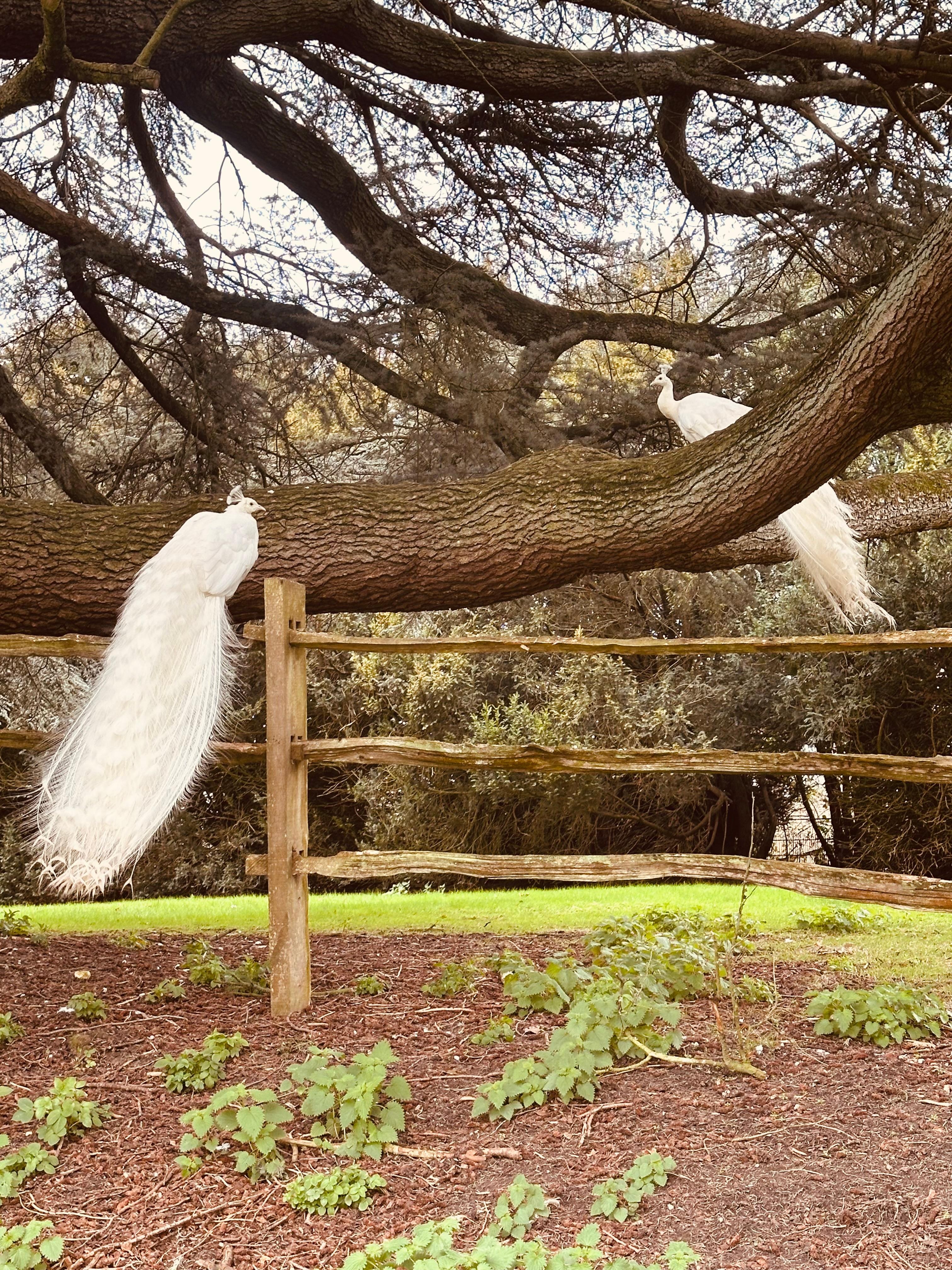 Who knew peacocks sit in trees!!