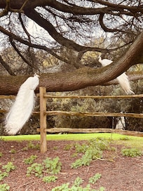 Who knew peacocks sit in trees!!