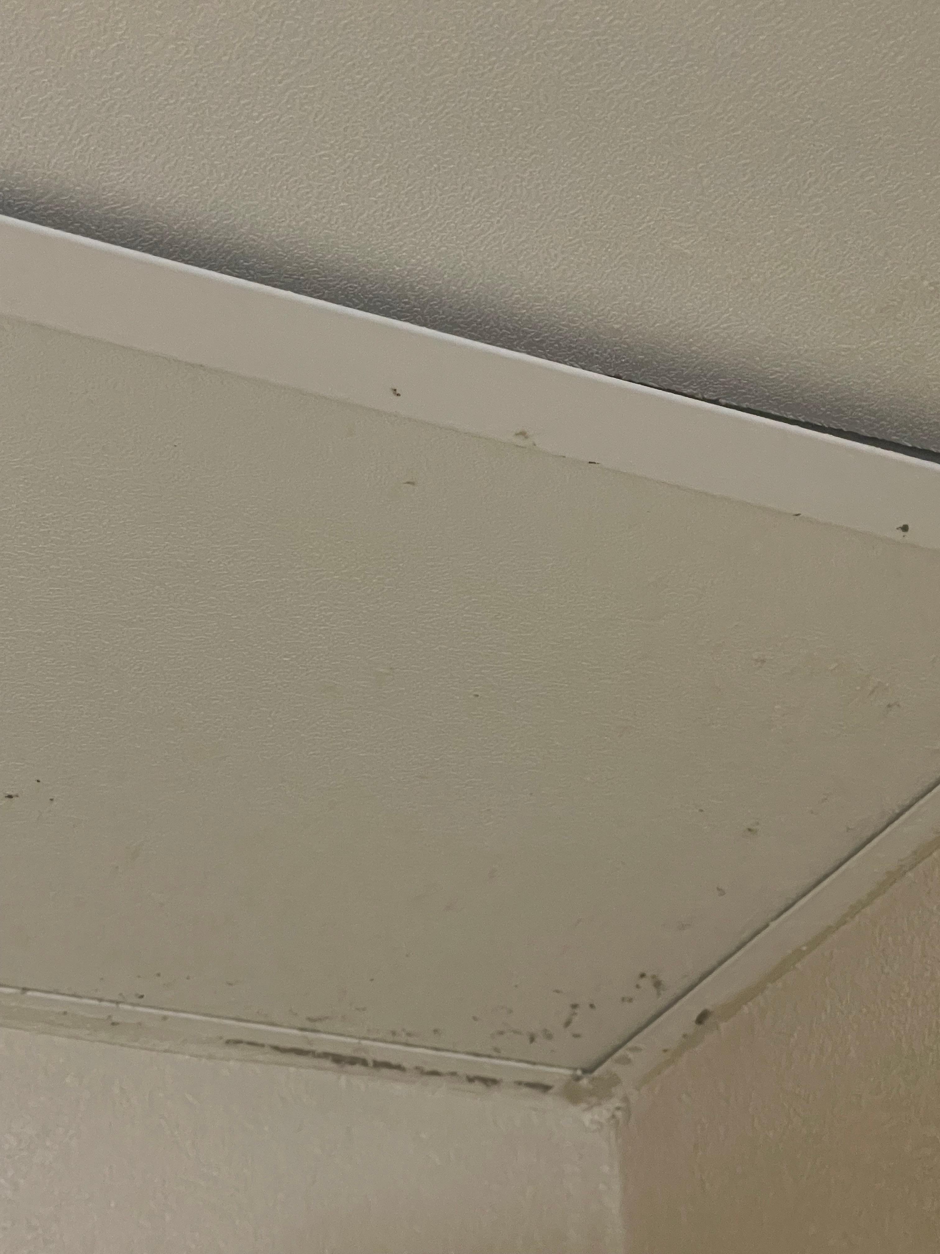 Mold and mildew in bathroom 