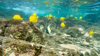Snorkelling Kealakekua Bay