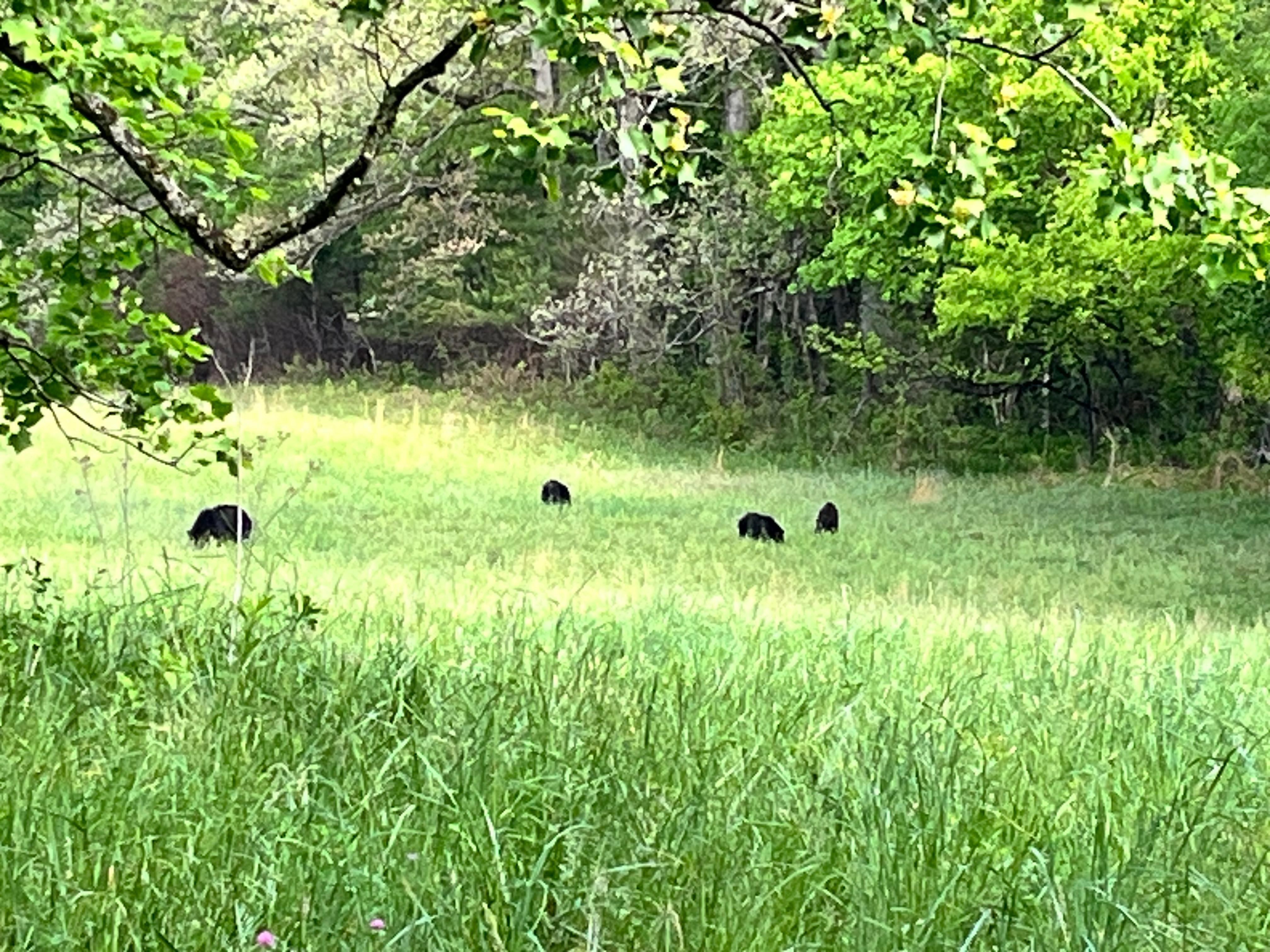 Cades Cove is always nice 