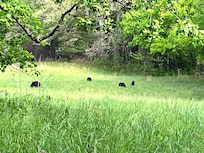 Cades Cove is always nice