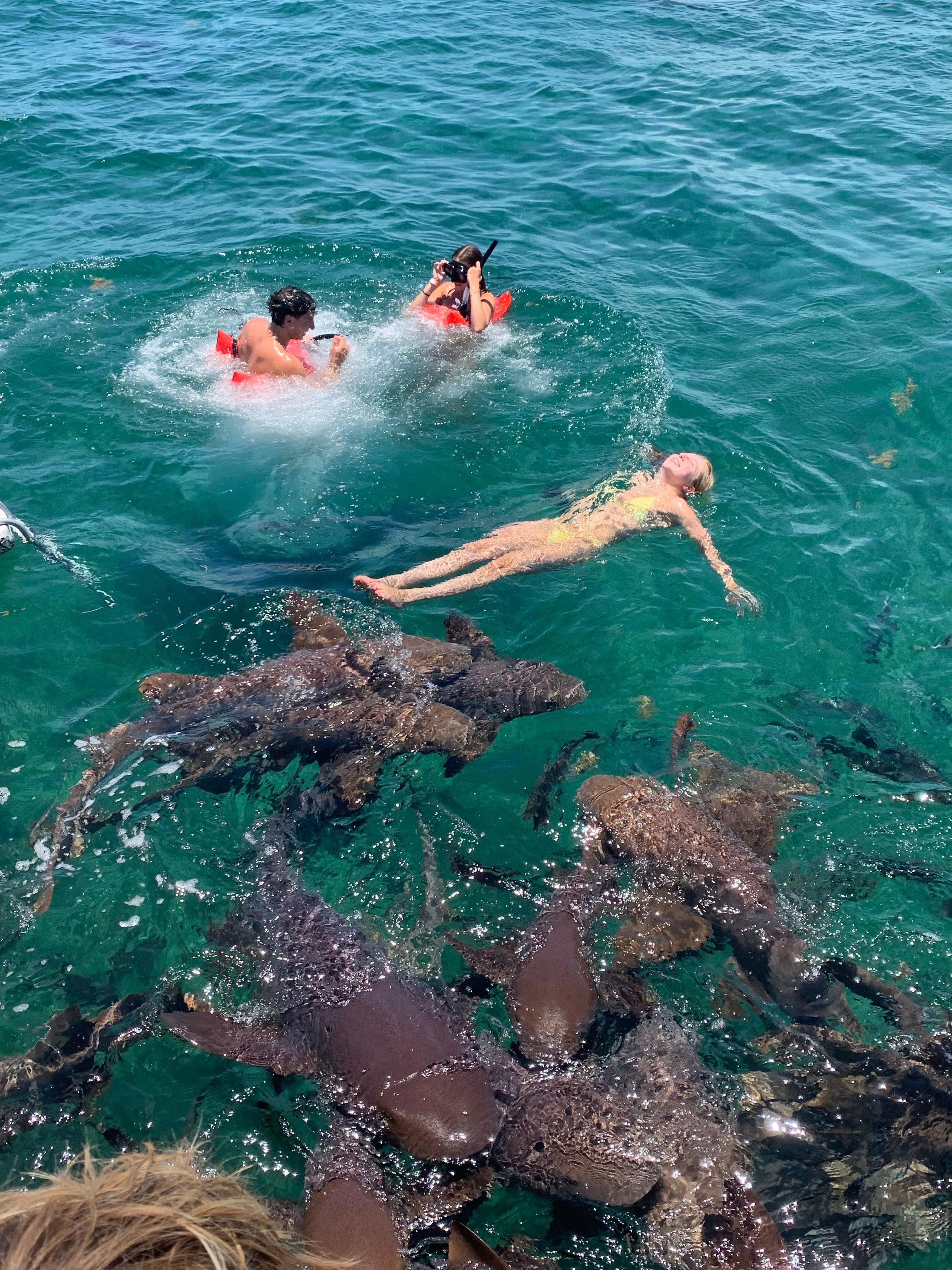 Swimming with sharks!