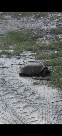 Turtle that lives at Turtle Escape!