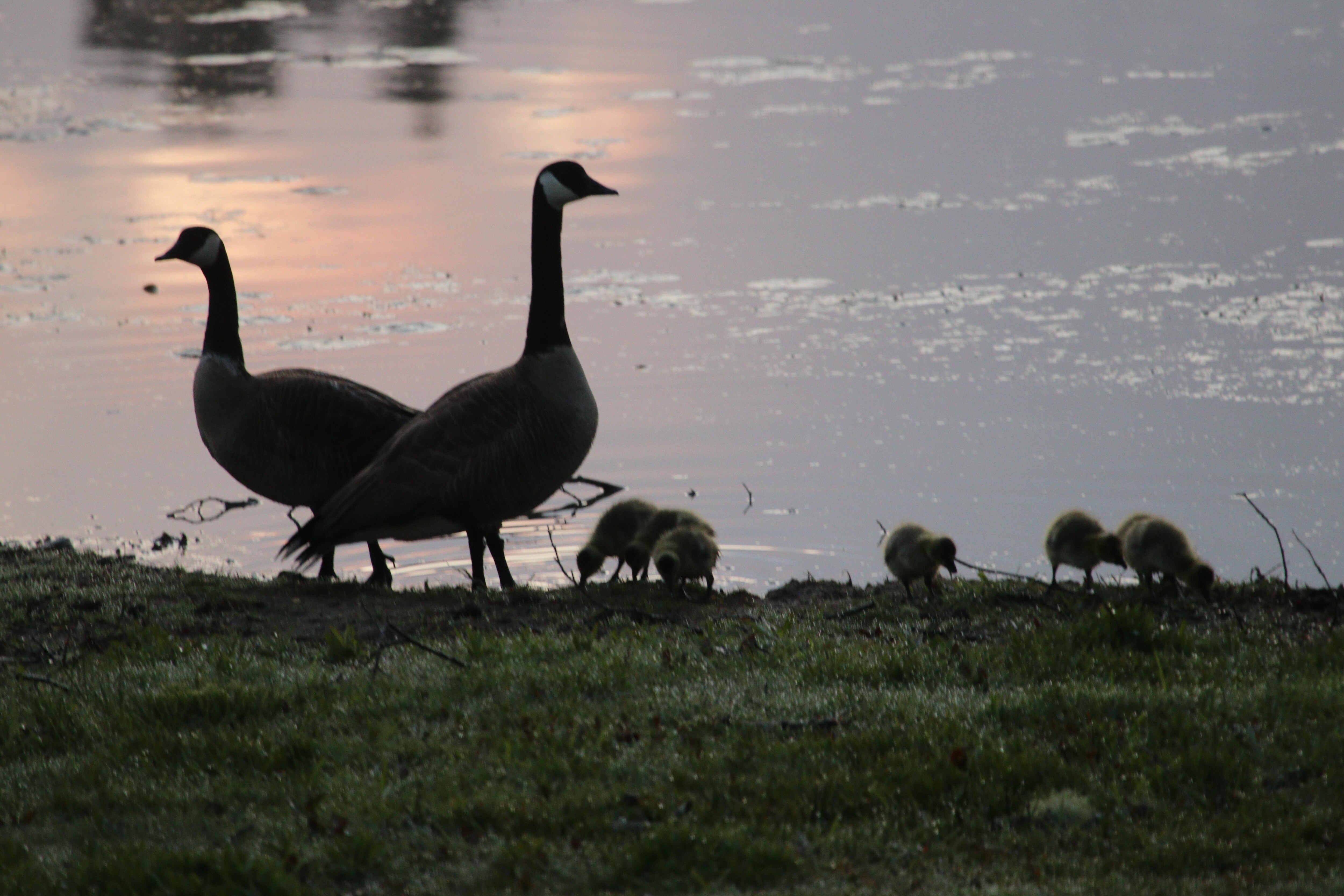 Sunrise family stroll. 