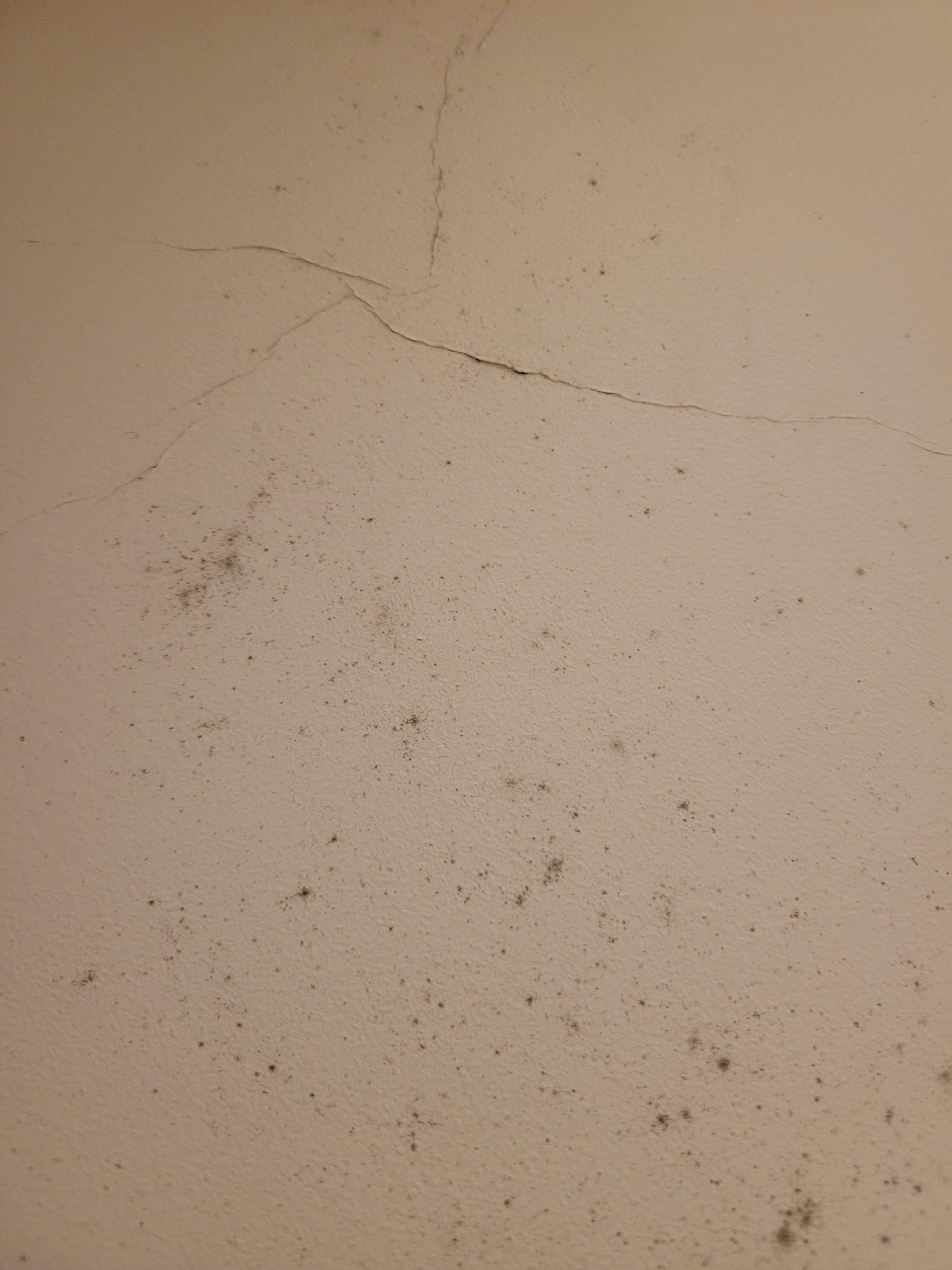 Black mold growing on walls 