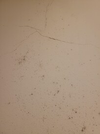 Black mold growing on walls