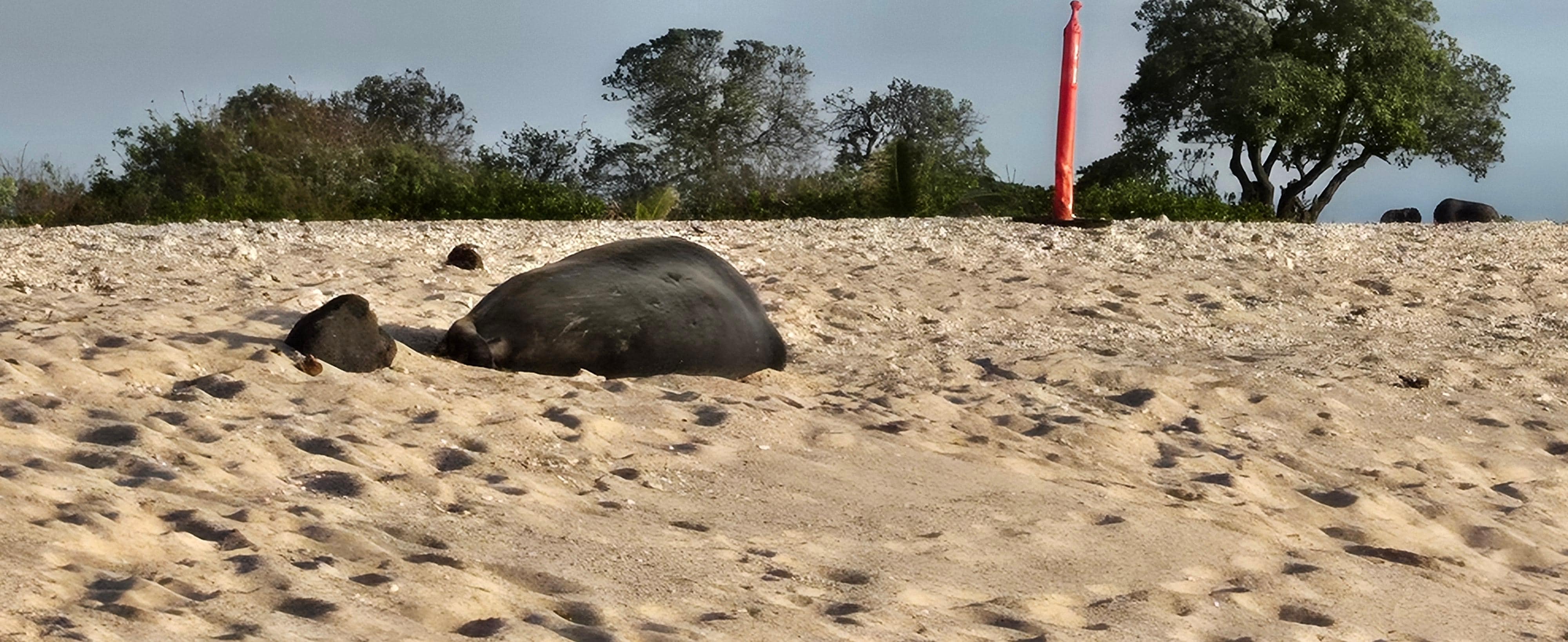Monk seal