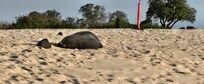 Monk seal