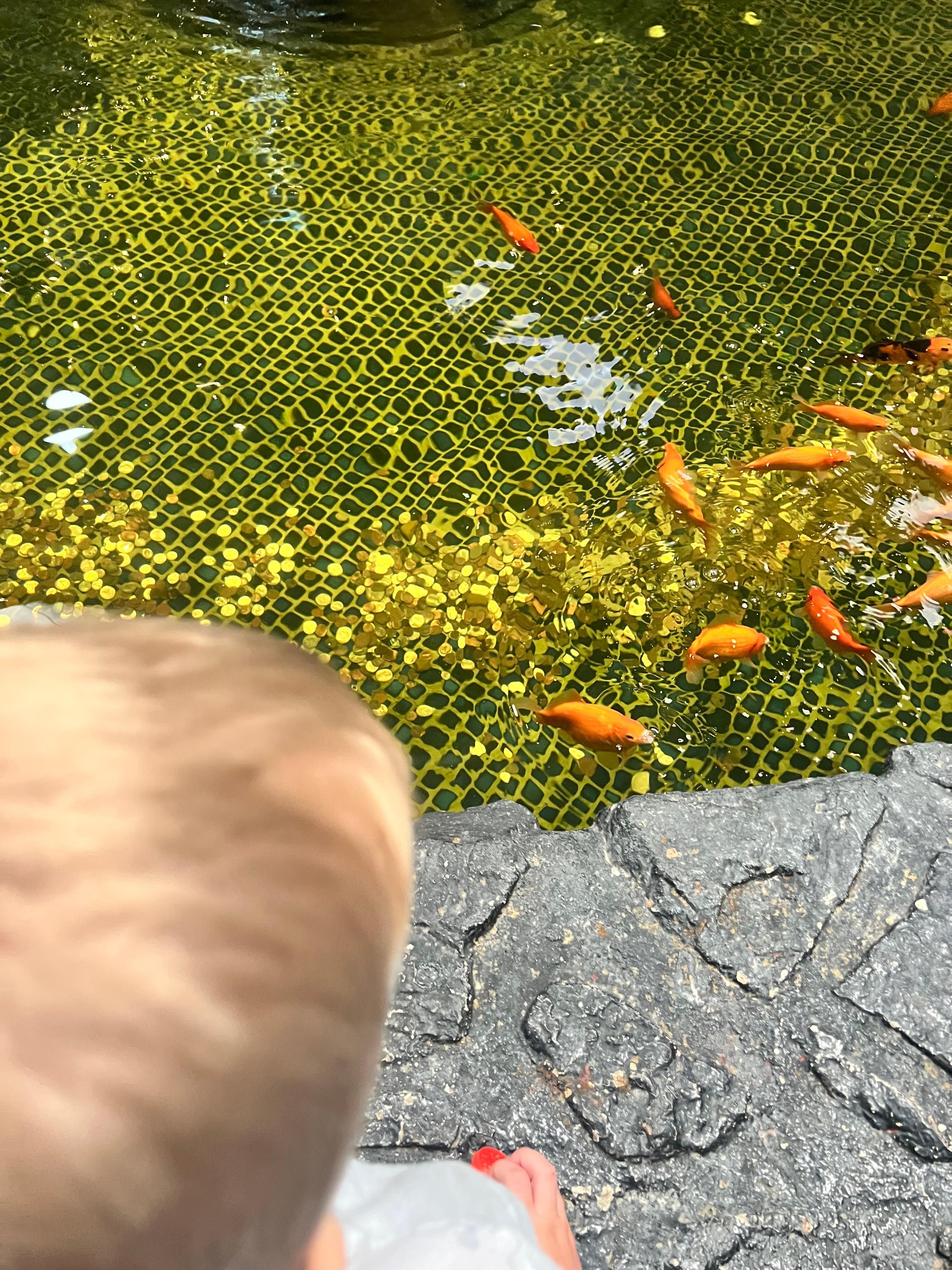 Feeding the koi