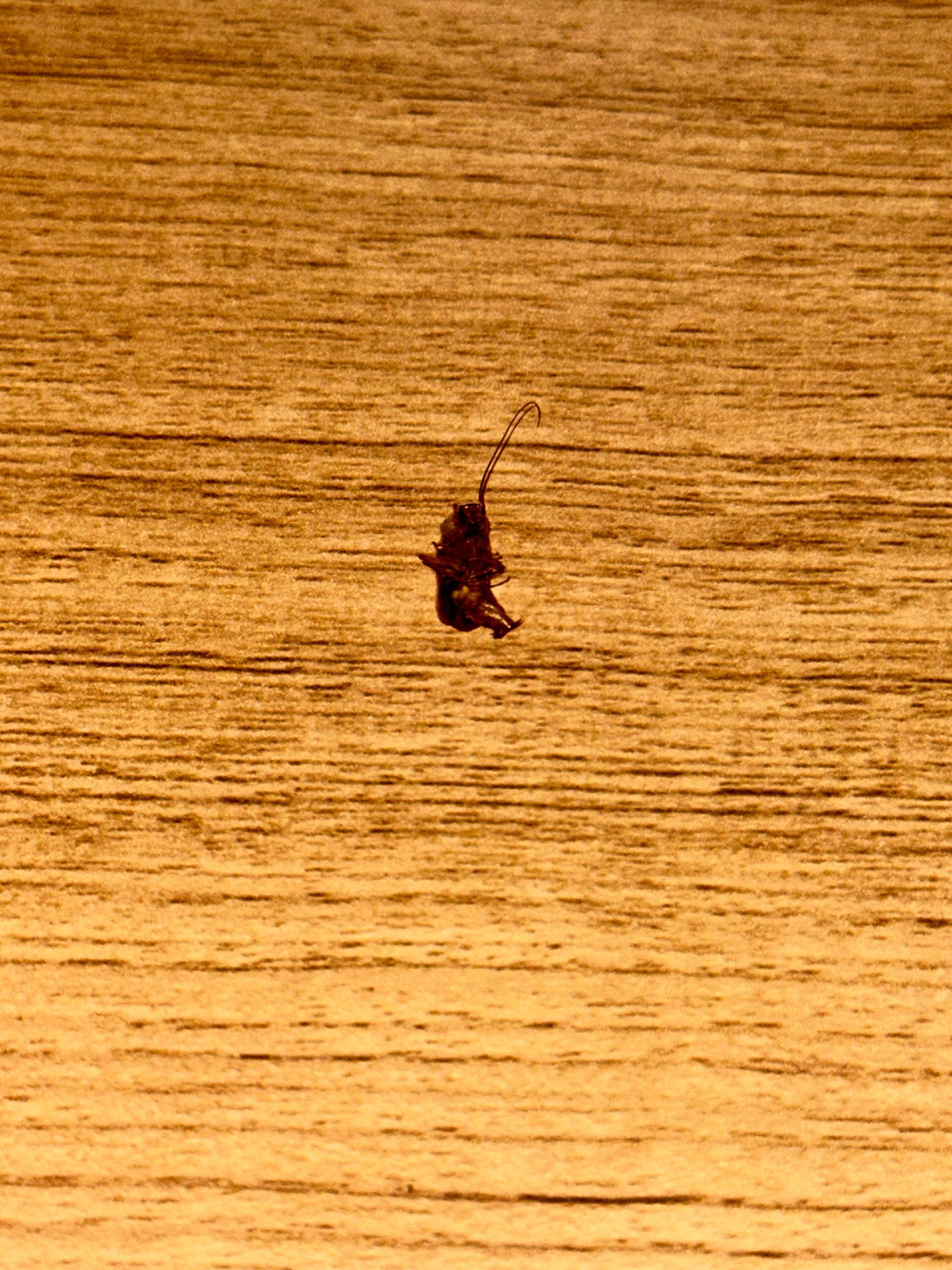 Cucaracha