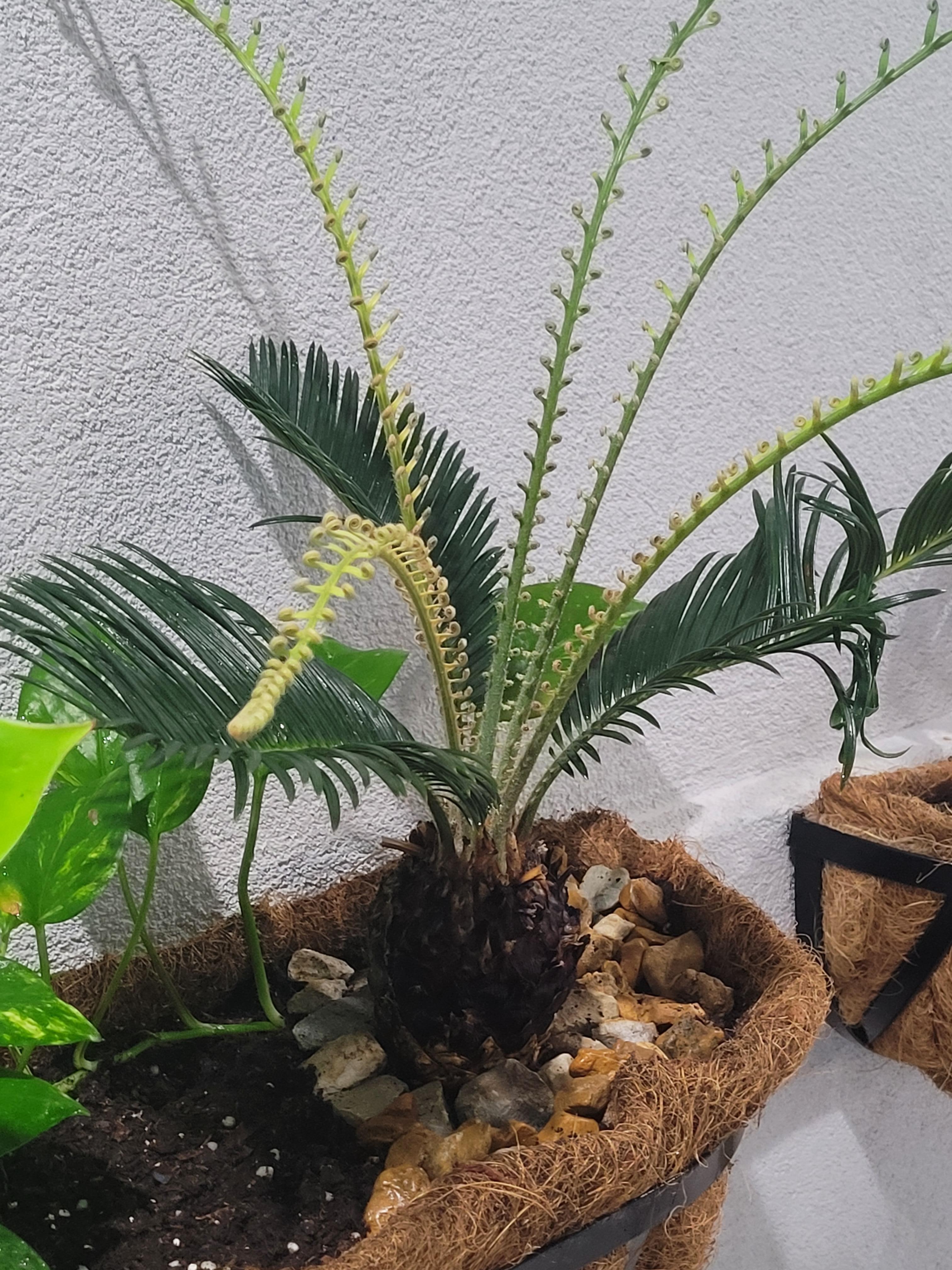 Real plant that's not ordinary