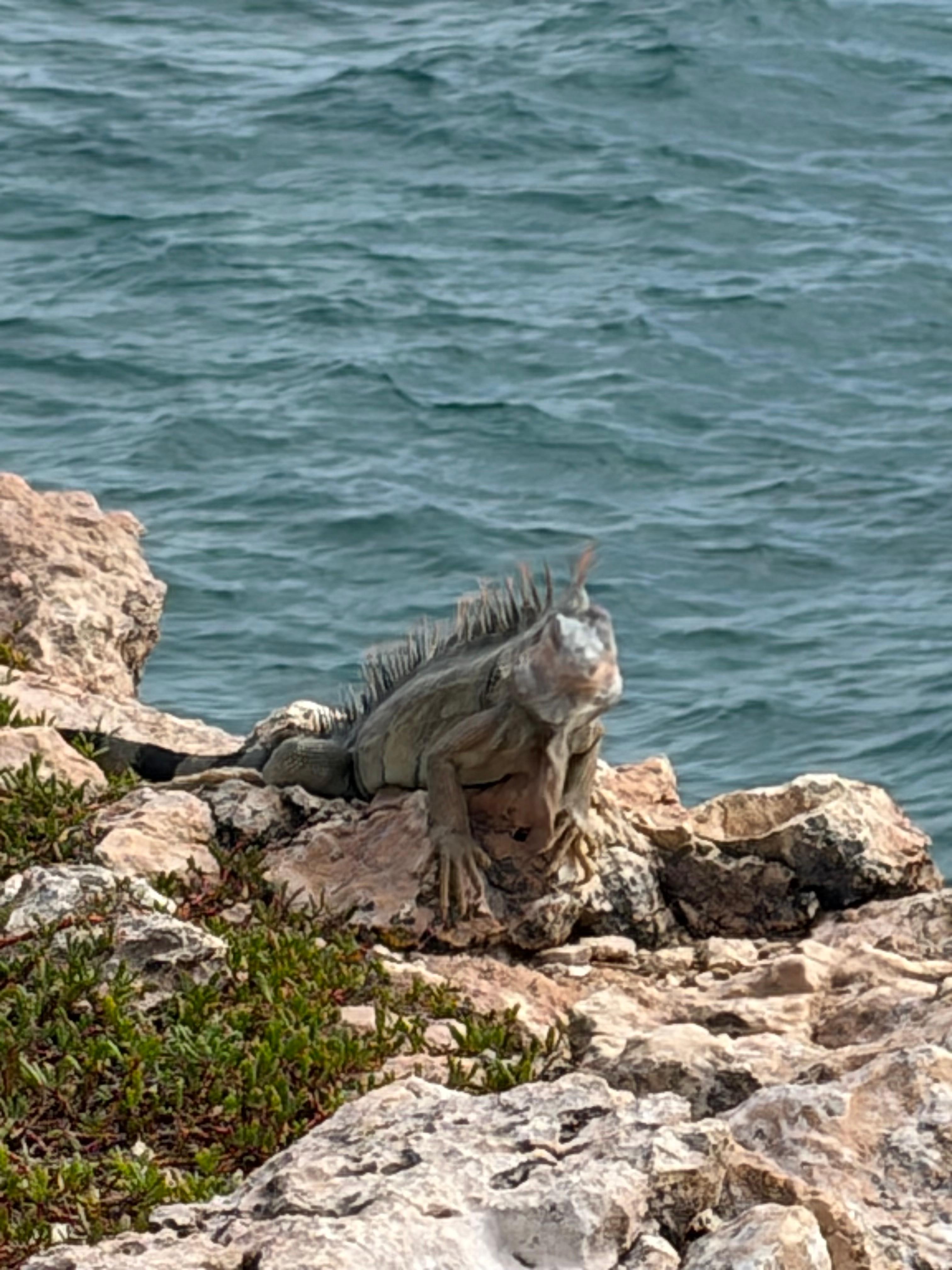 Iguanas were fun!  Tame, harmless and curious! Right by the pool and come up and say hi!