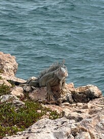 Iguanas were fun! Tame, harmless and curious! Right by the pool and come up and say hi!