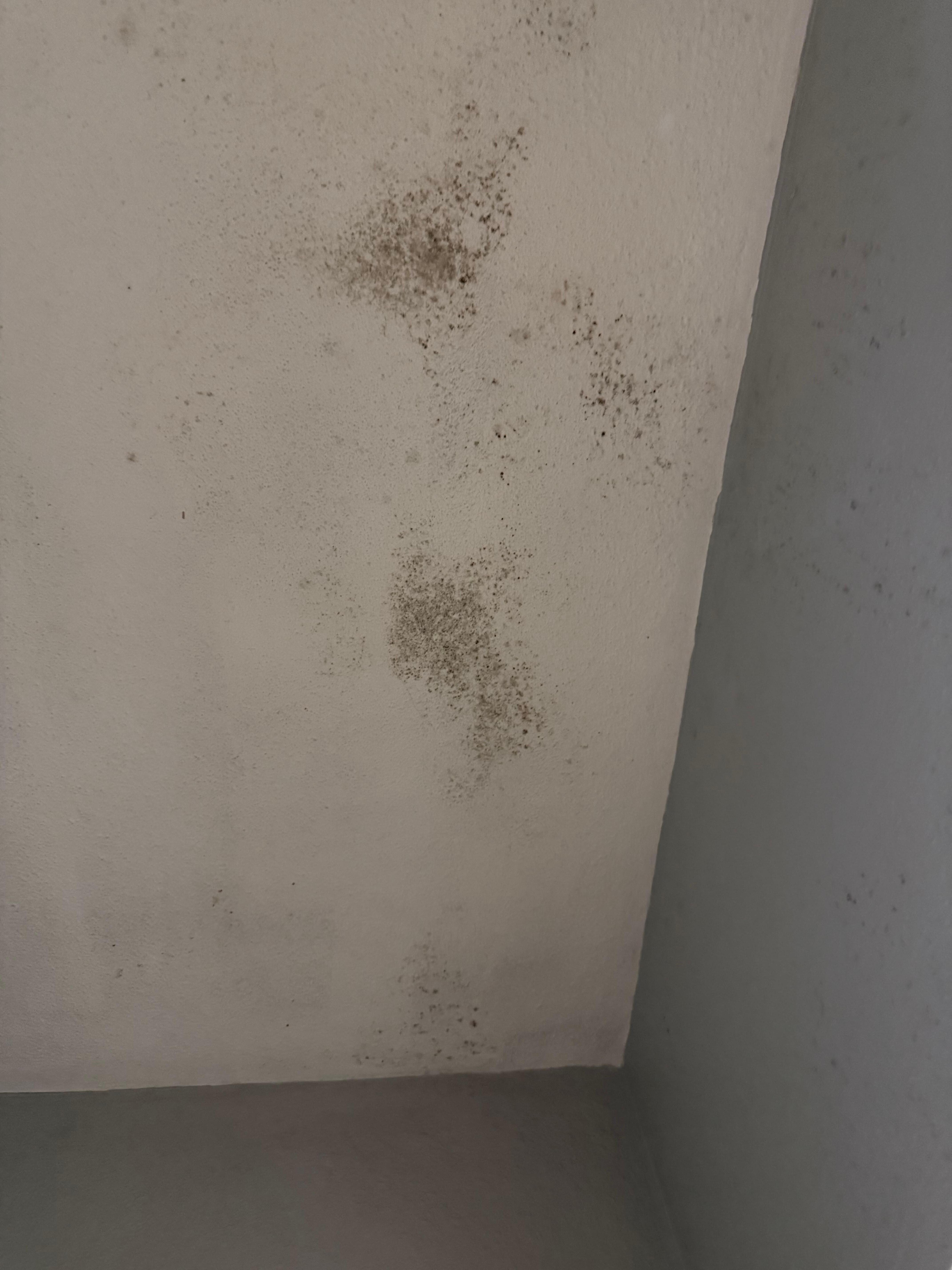 Mold in the bathroom