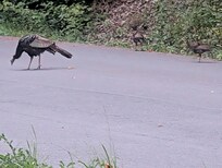 Mama Turkey and Babies