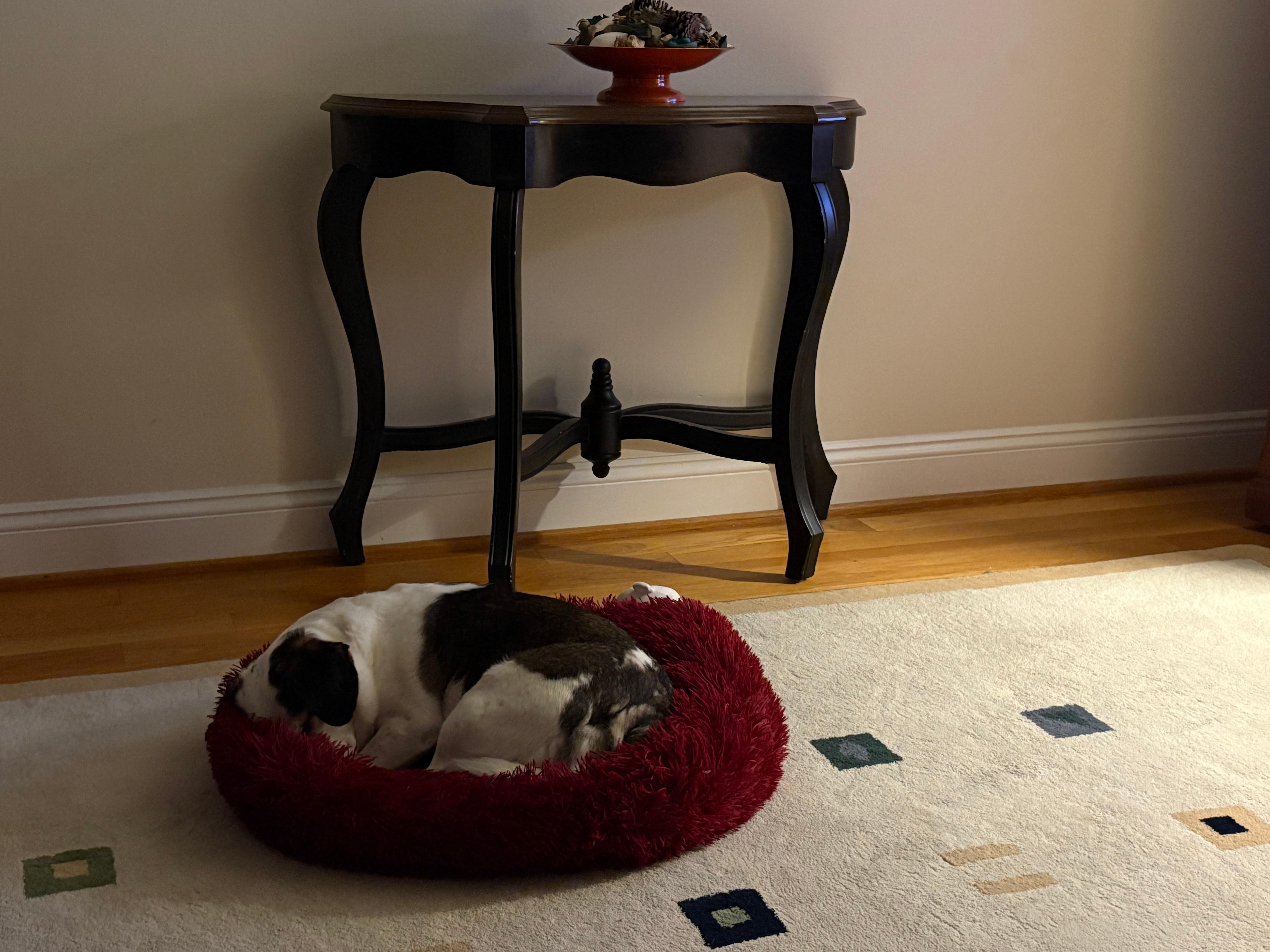 Our pup Winnie exhausted from exploring all day in her bed for the night.