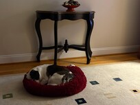 Our pup Winnie exhausted from exploring all day in her bed for the night.