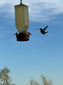 Hummingbirds