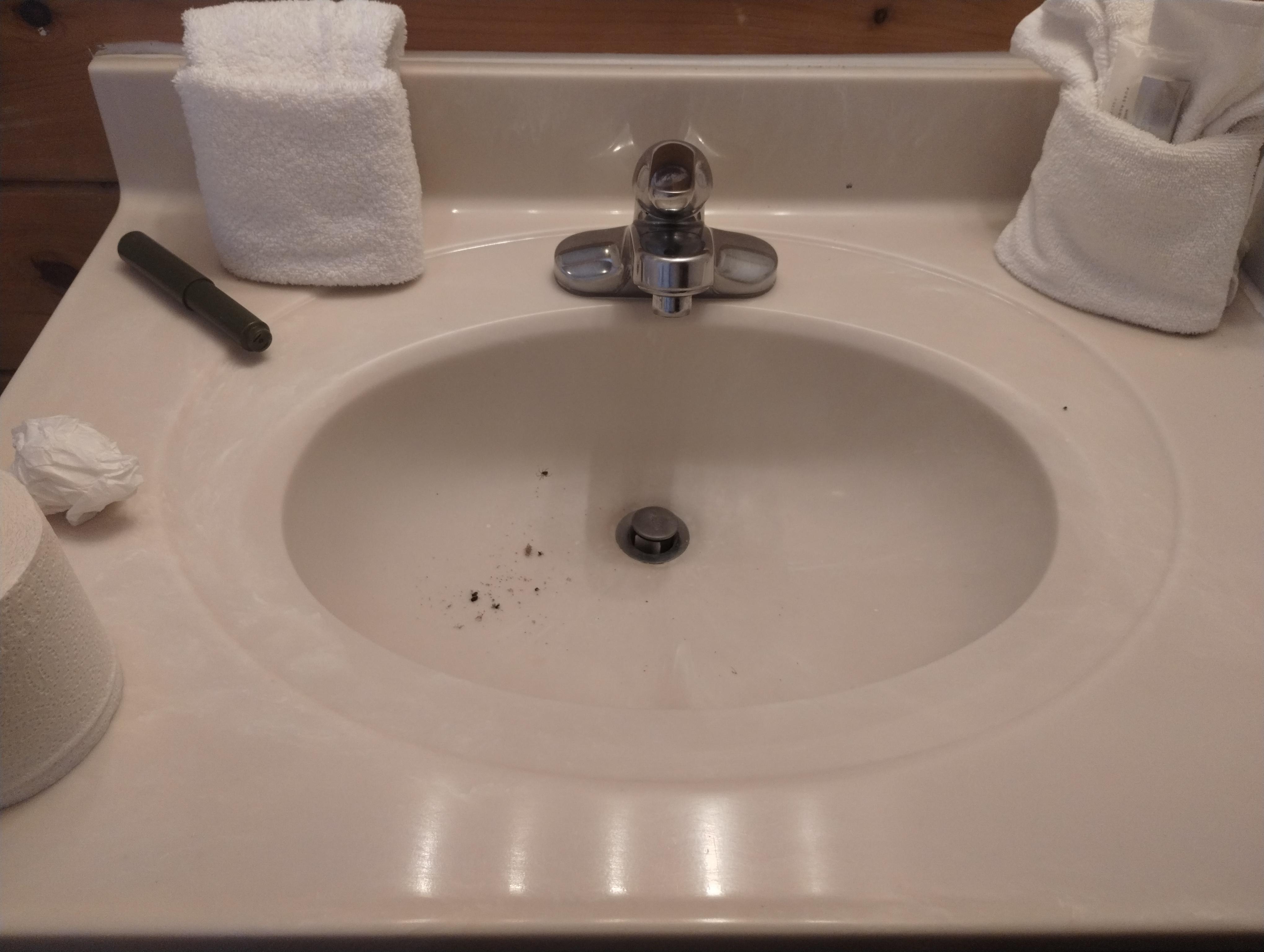 Dead bugs & dirt in the sink