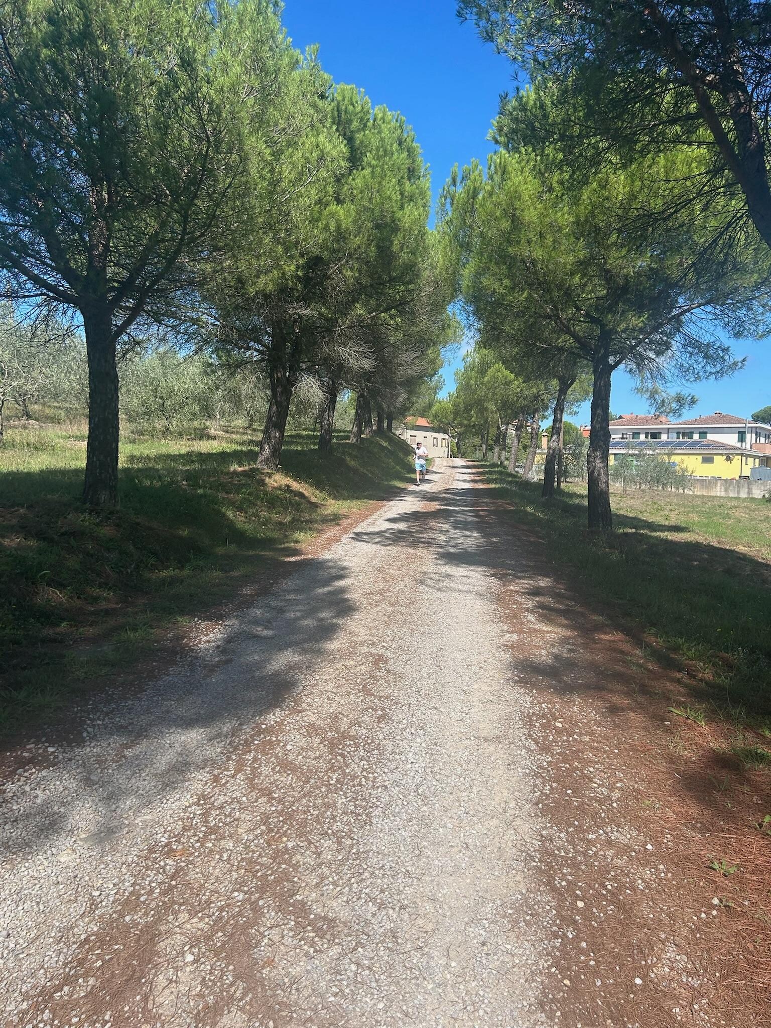 Gorgeous driveway up to the property