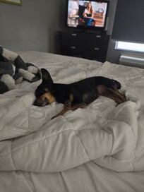 My puppy dog approved