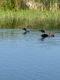 Loon family
