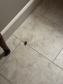 Bugs in my room