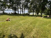 Dogs enjoying the yard.