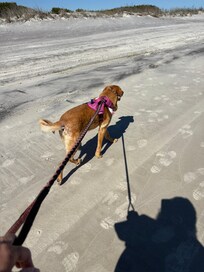Walks on the beah