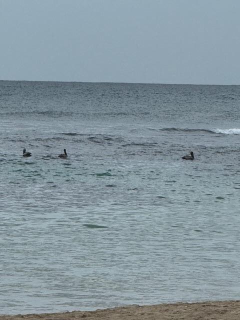 Brown Pelicans near the beach by the resort.