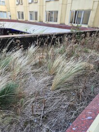This is the garden just outside our window.