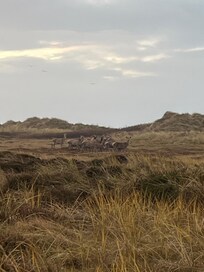 Dette er billeder af 10-13 hjorte og 10 meter fra køkkendøren