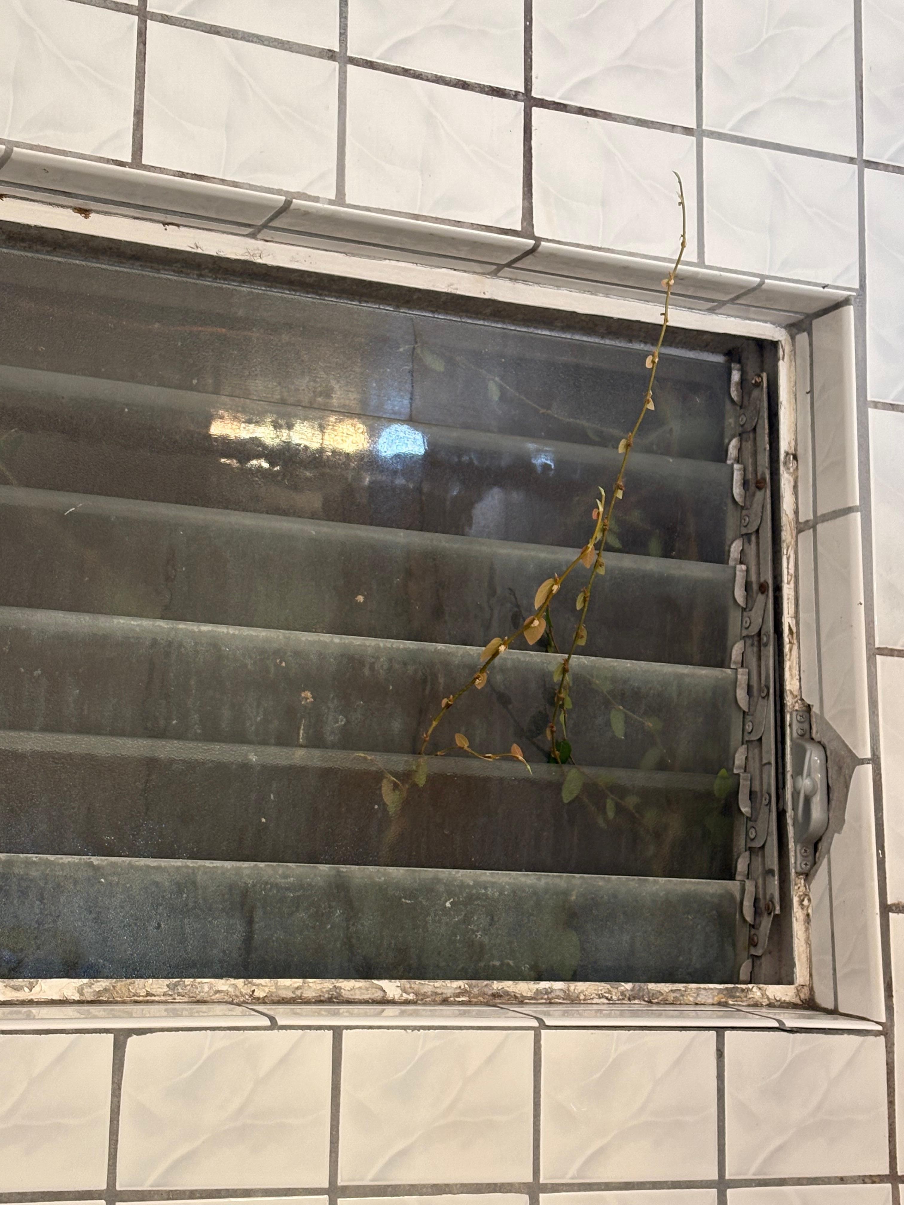 bathroom window 
