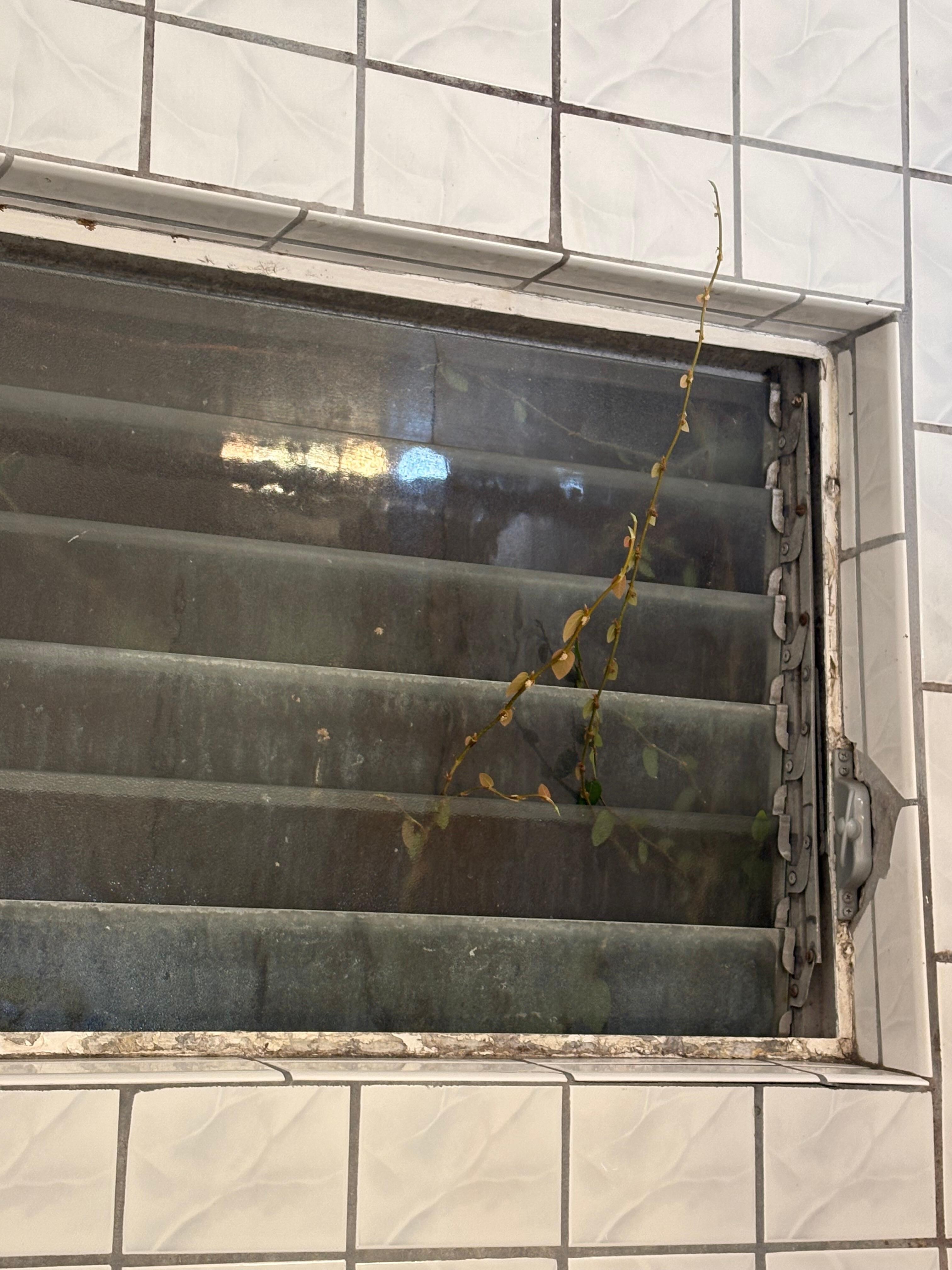 bathroom window 