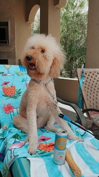 Dog Sunbathing at Pool