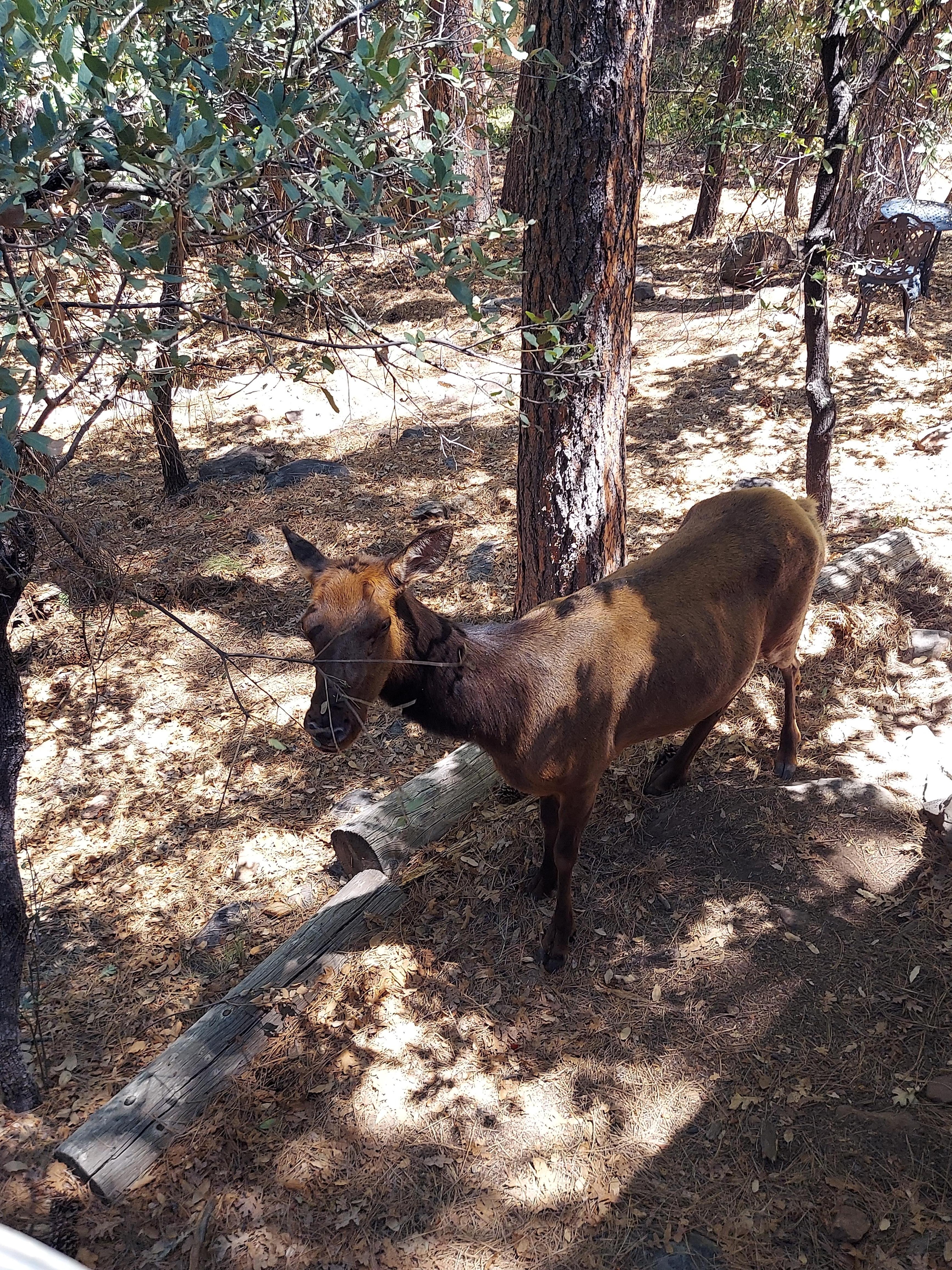 Elk in the back yard.