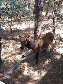 Elk in the back yard.