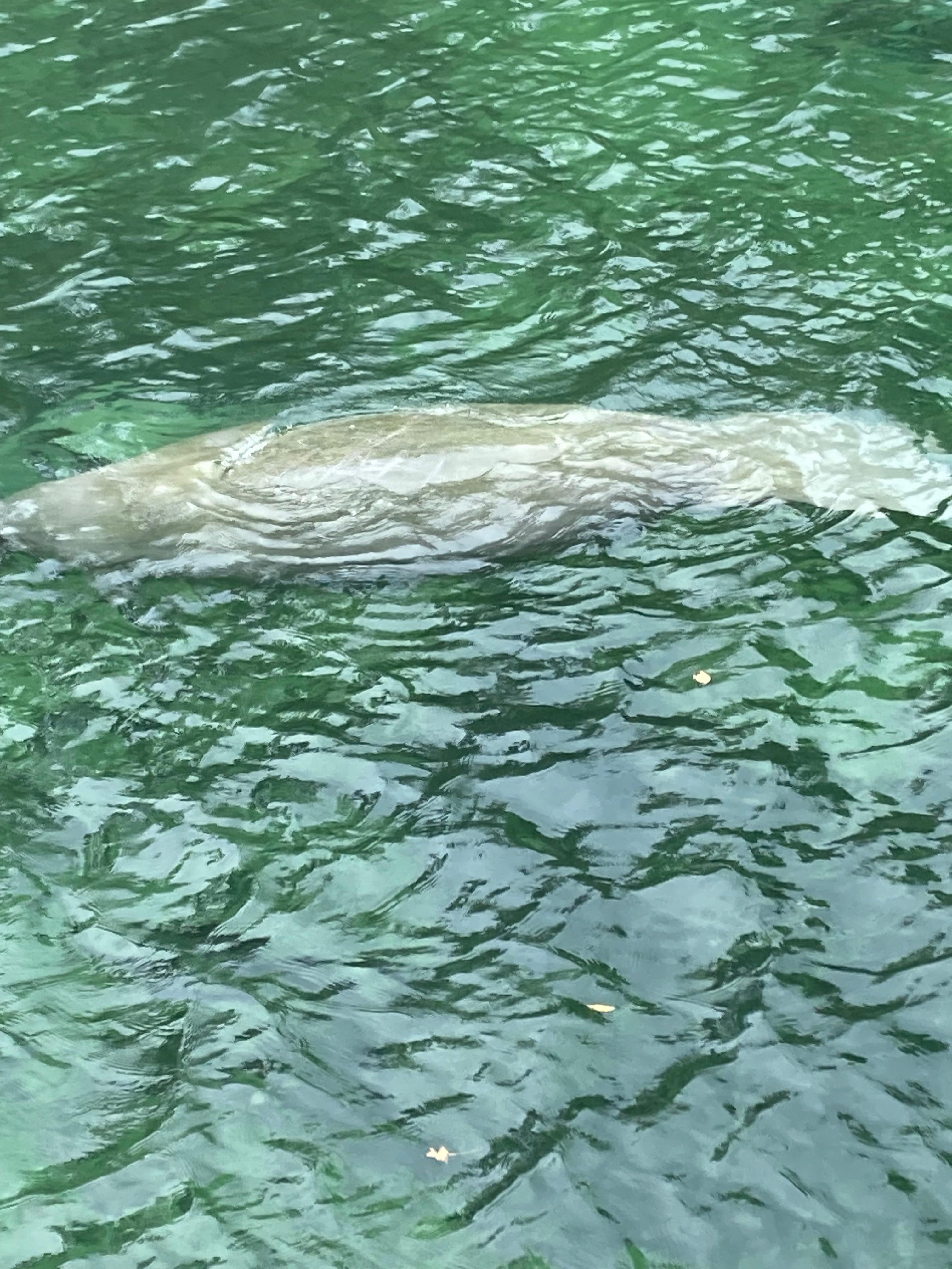 Blue Springs manatee’s, there were 846 pm the day we went. It was amazing 