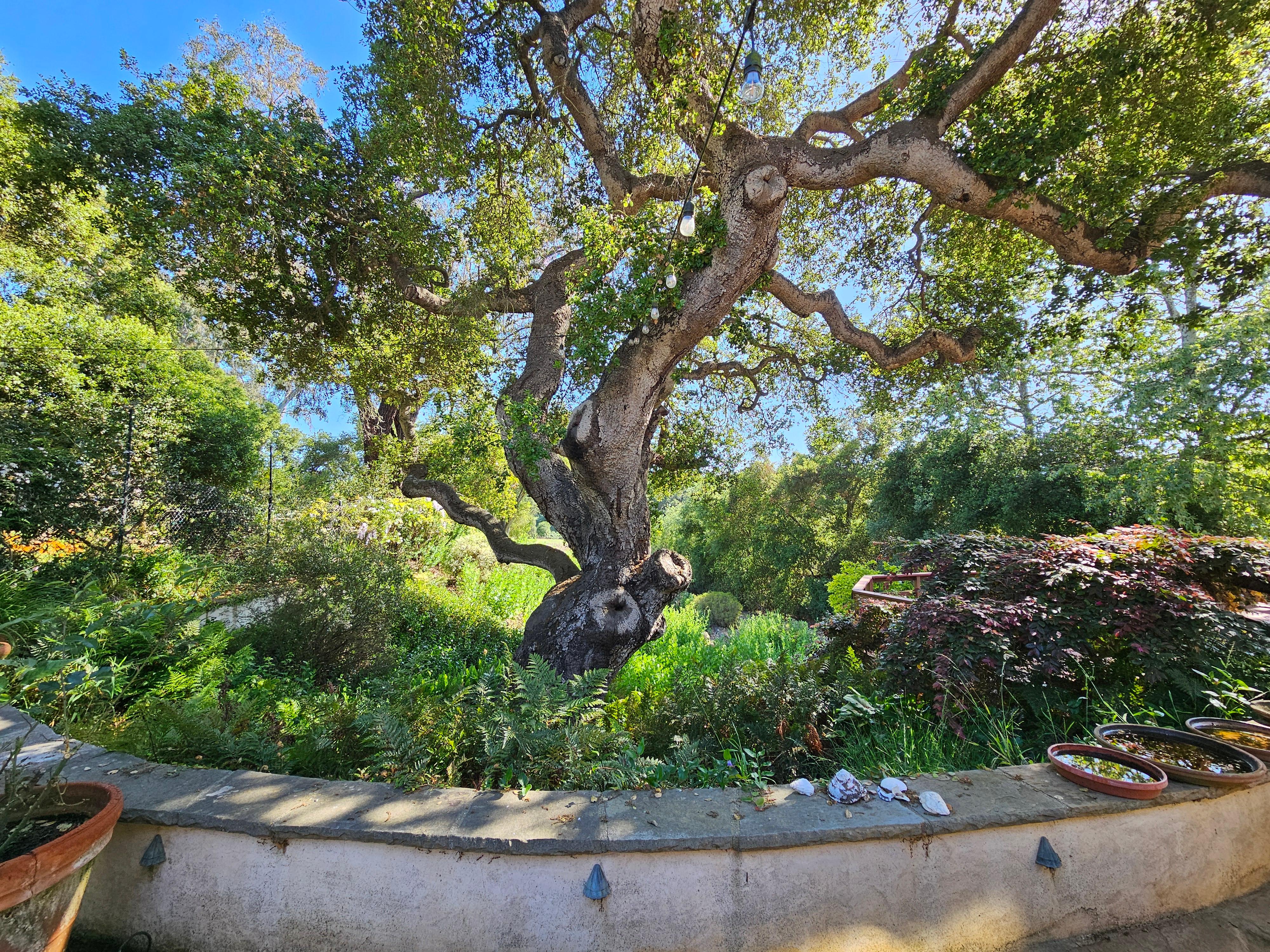 Backyard Honey Tree