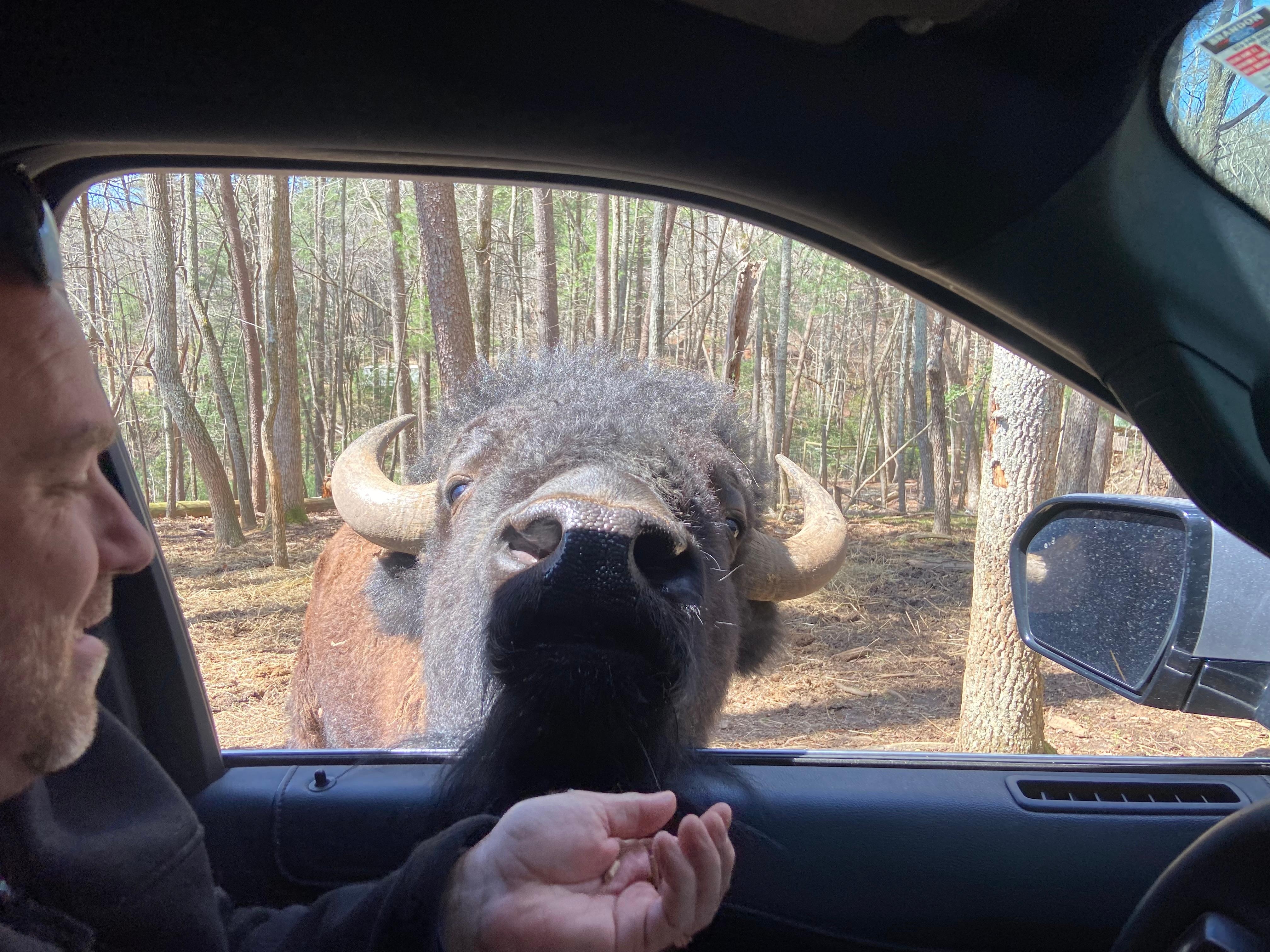 Drive-through Safari